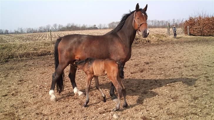 Dansk Varmblod Sunshine cheri af temptation billede 14