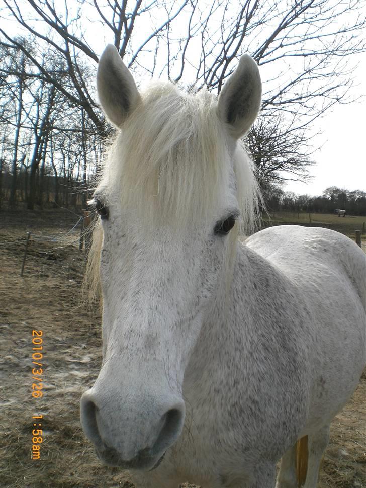 Anden særlig race Ragna billede 3