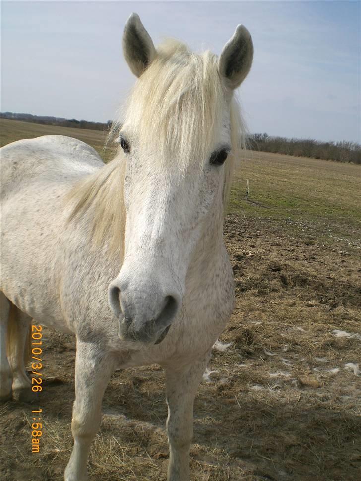 Anden særlig race Ragna billede 4