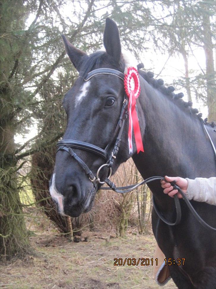 Oldenborg Horsebjerg Debutante <3 †  - Nr 1. Horsebjerg Debutante <33 Jeg elsker dig min smukke hesti ! Jeg er så fucking stolt af dig <3 ! 
Efter vi havde vundet LD2<3  billede 2