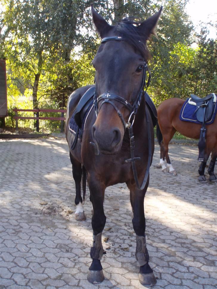 Oldenborg Malina row billede 2