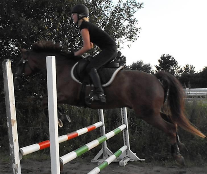 New Forest Elmholts Qüezon billede 17