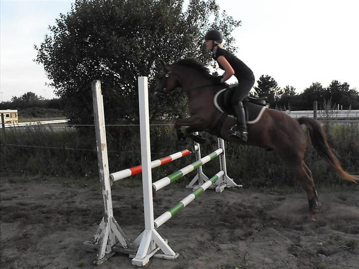 New Forest Elmholts Qüezon billede 18