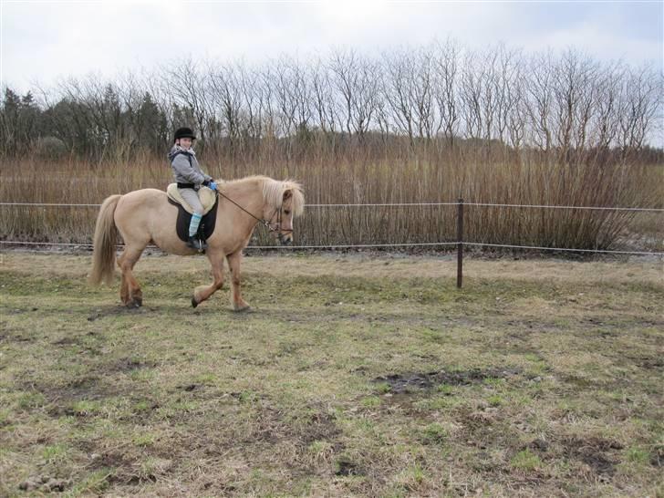 Islænder Sif "SOLGT" - Laura og Sif 27-03-2010 billede 10