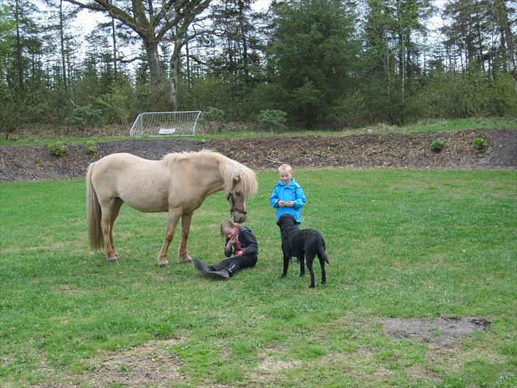 Islænder Sif "SOLGT" - Sif, børn og hund i haven ! billede 11