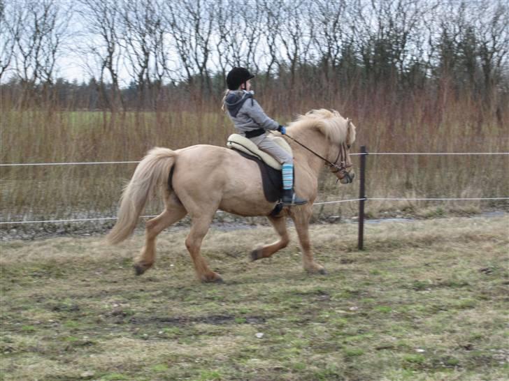 Islænder Sif "SOLGT" billede 12