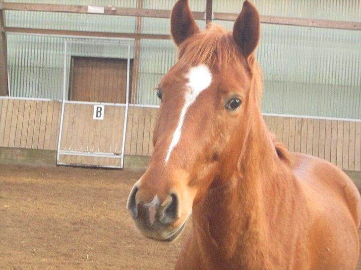 Anden særlig race Lykkensprøves Milano billede 17