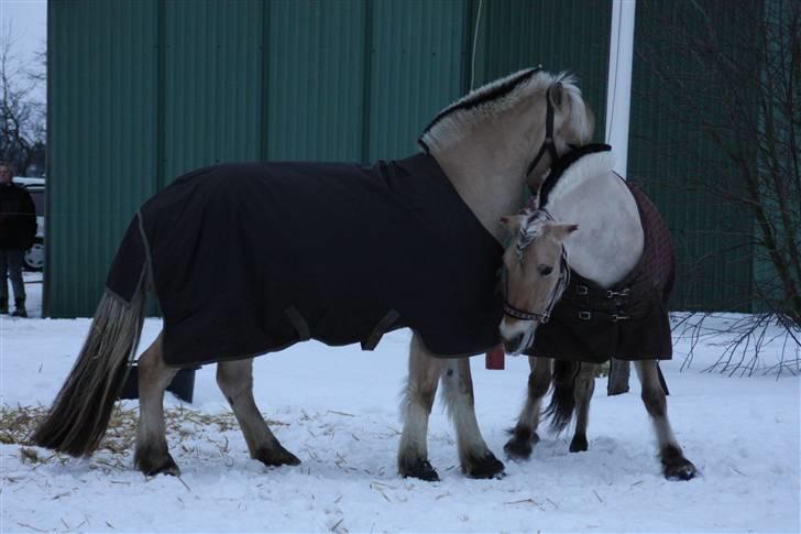 Fjordhest Victor<3 - Victor overfalder Bamse o; (barløse) billede 9