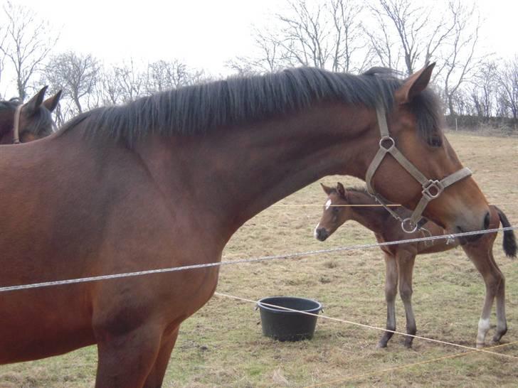 Dansk Varmblod Brainstorm billede 16