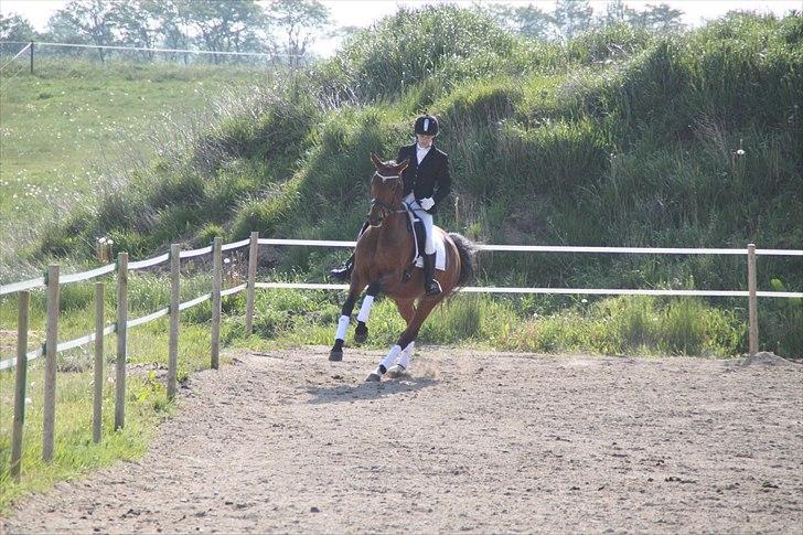 Dansk Varmblod Brainstorm billede 17