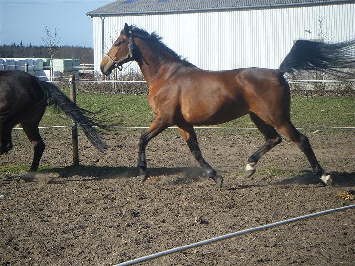 Dansk Varmblod Brainstorm billede 18