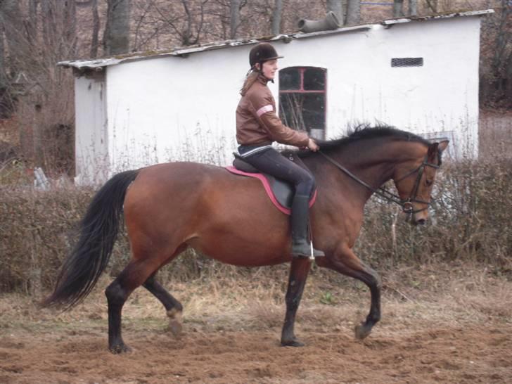 Dansk Varmblod Brainstorm billede 19