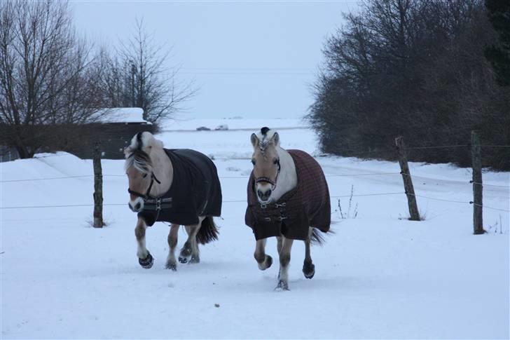 Fjordhest Victor<3 - Victor og Bamse :) (barløse) billede 10