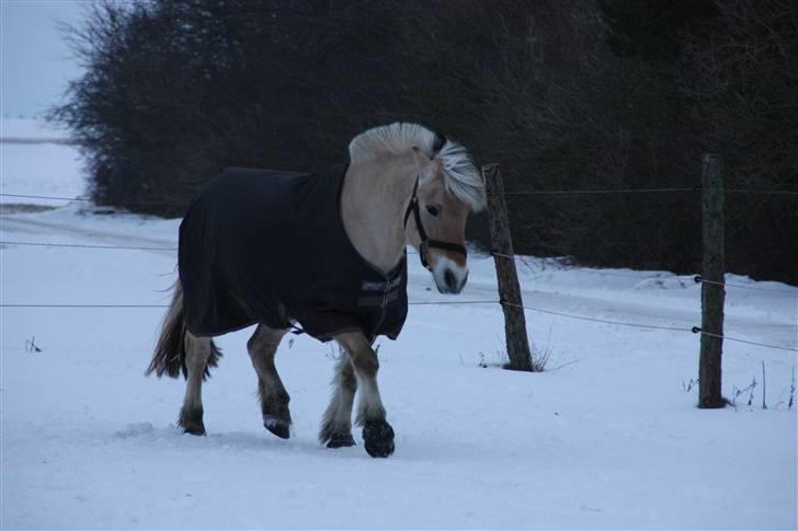 Fjordhest Victor<3 - Victor (barløse) billede 11