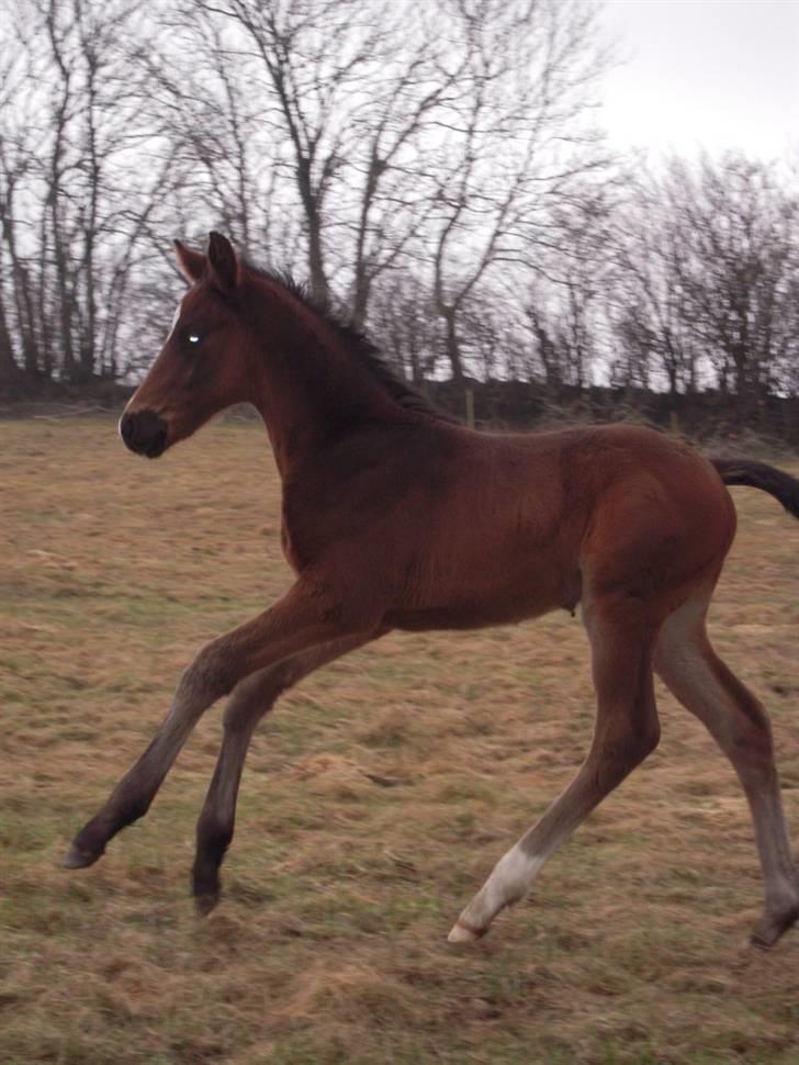 Dansk Varmblod Devino soglt billede 14