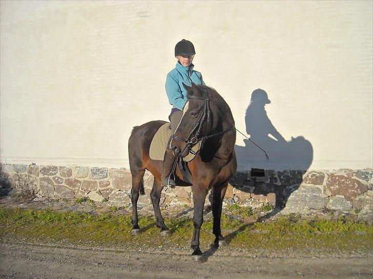 Anden særlig race Mischa - 2010 billede 2