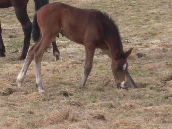 Dansk Varmblod Devino soglt billede 15
