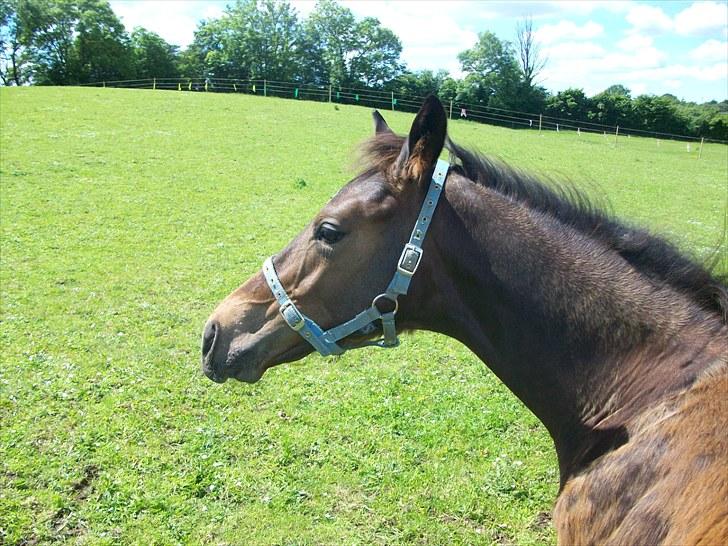 Dansk Varmblod Devino soglt billede 16