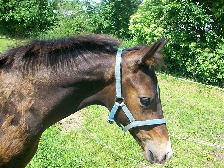 Dansk Varmblod Devino soglt billede 17