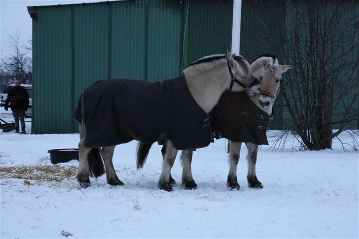 Fjordhest Victor<3 - Barløse billede 12