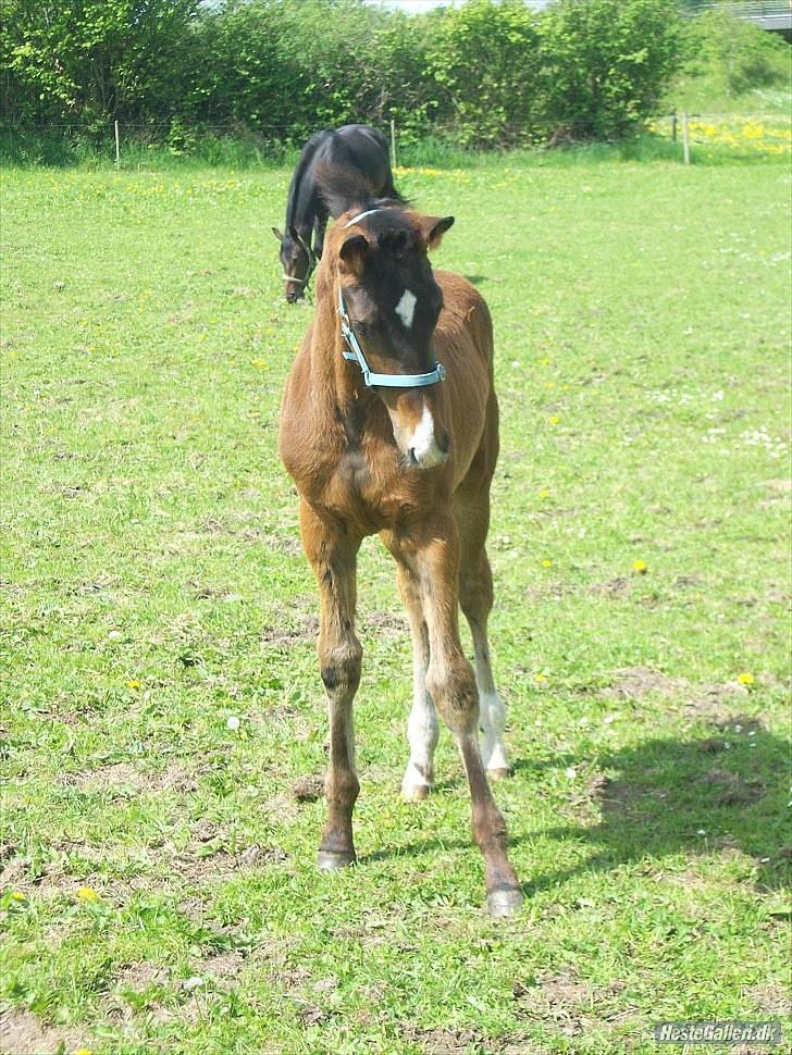 Dansk Varmblod Devino soglt billede 18