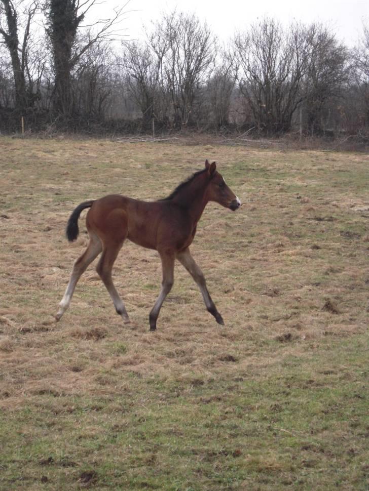 Dansk Varmblod Devino soglt billede 19