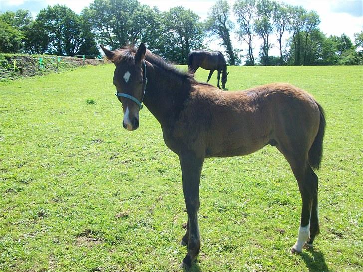 Dansk Varmblod Devino soglt billede 20