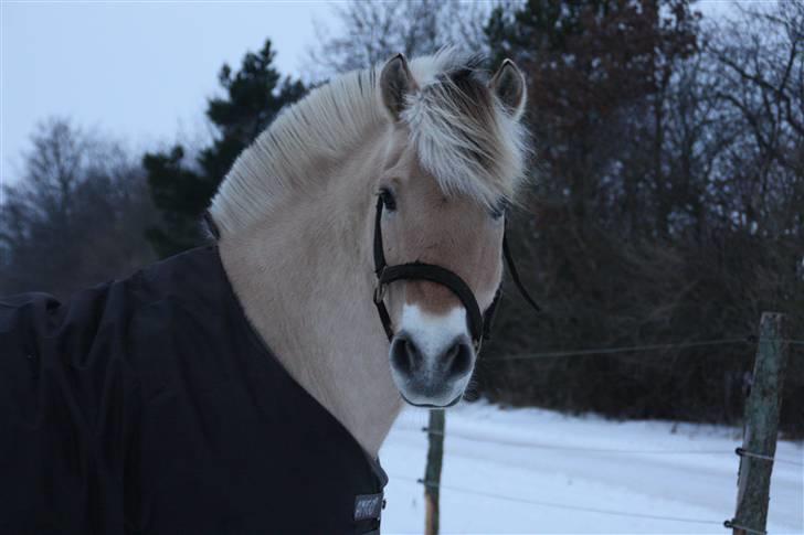 Fjordhest Victor<3 - Barløse billede 13