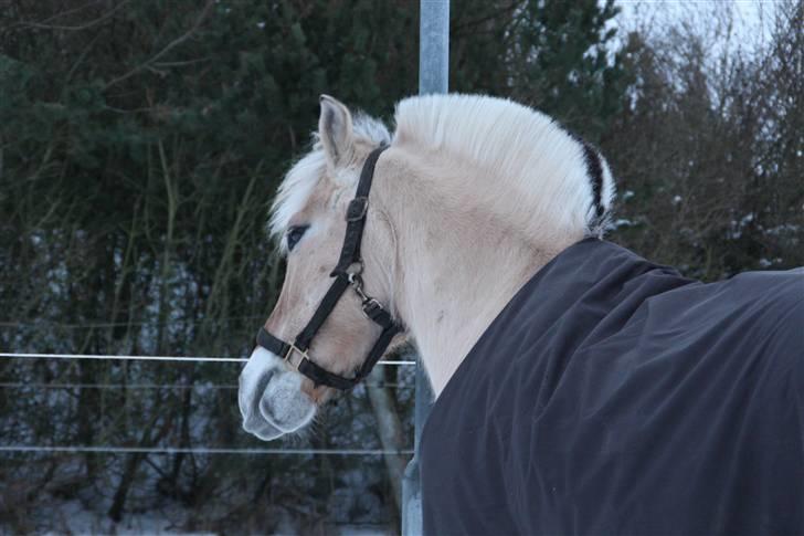 Fjordhest Victor<3 - Barløse billede 14