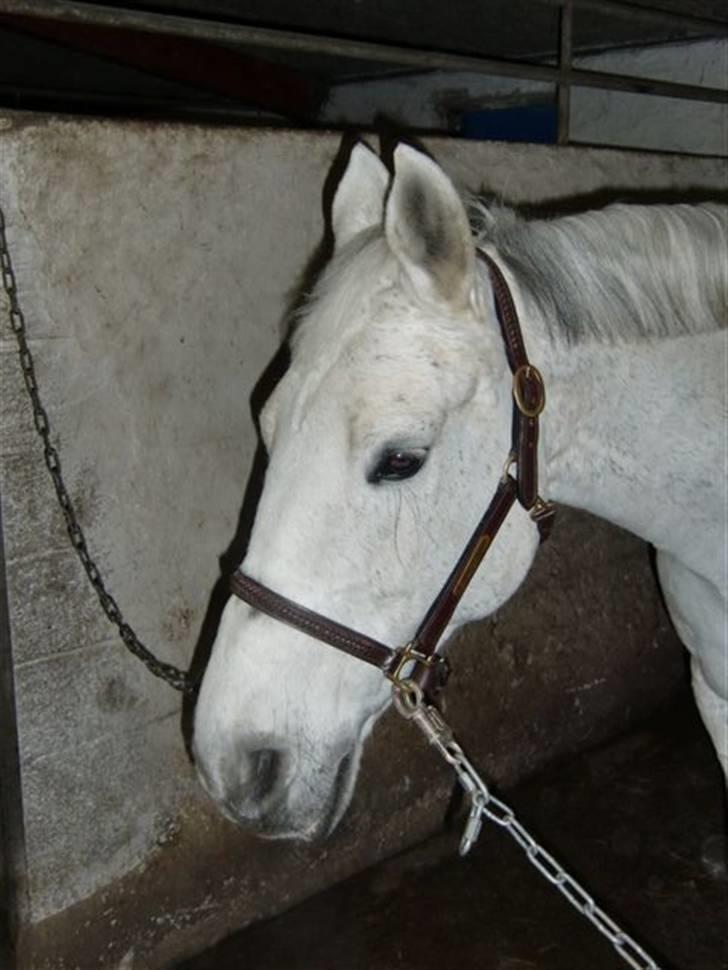 Anden særlig race  Fahradiba ( rider) - diba står og kigger billede 9