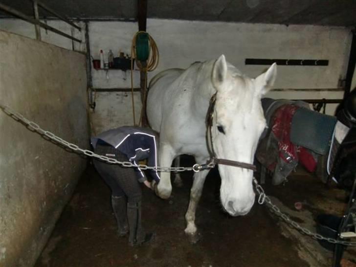 Anden særlig race  Fahradiba ( rider) - jeg løfter cille :D billede 11
