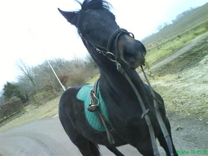 Anden særlig race Twenty (SOLGT) ),: billede 1