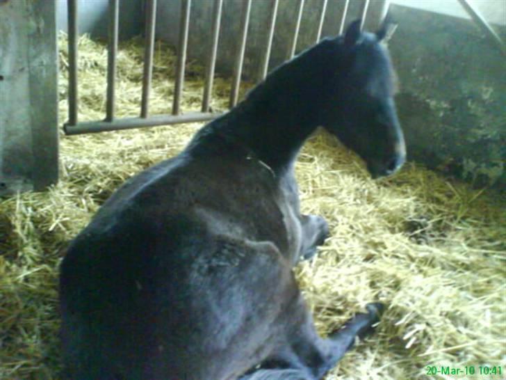 Anden særlig race Twenty (SOLGT) ),: billede 17