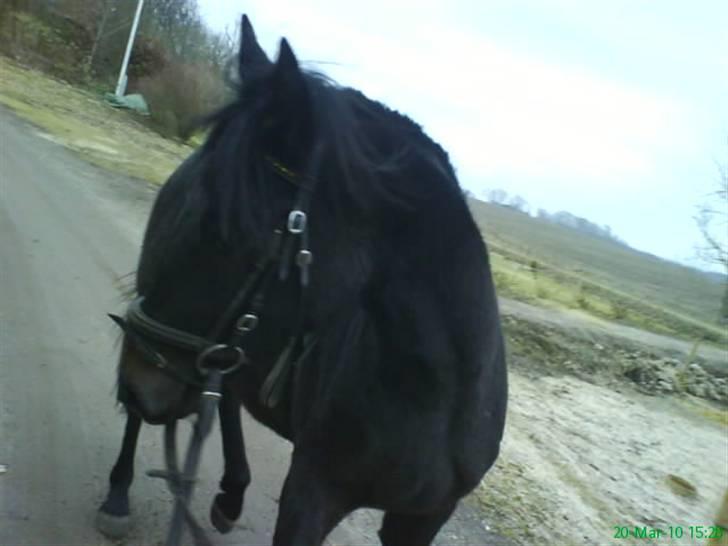 Anden særlig race Twenty (SOLGT) ),: billede 18