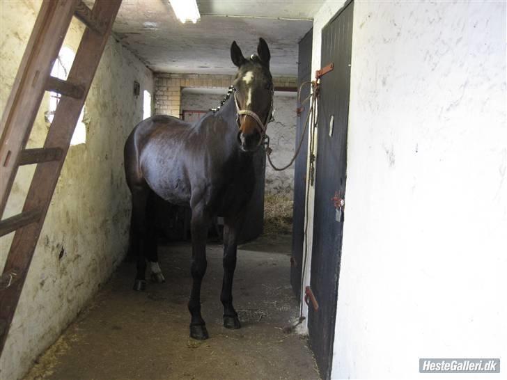 Anden særlig race Freja  - foto Johanna klar til dressur stævne billede 4
