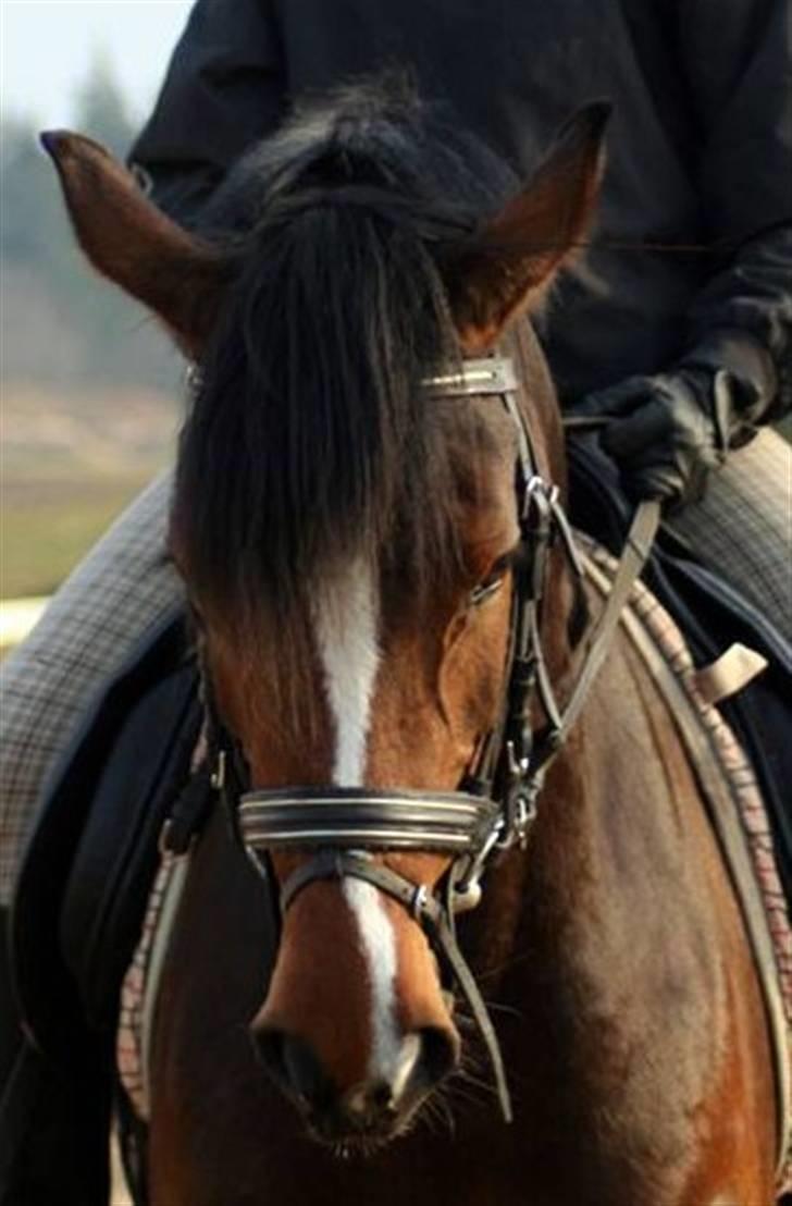 Welsh Partbred (Sec F) Daisy JV - "hvad skal jeg ?"  "Nåår sådan" billede 13