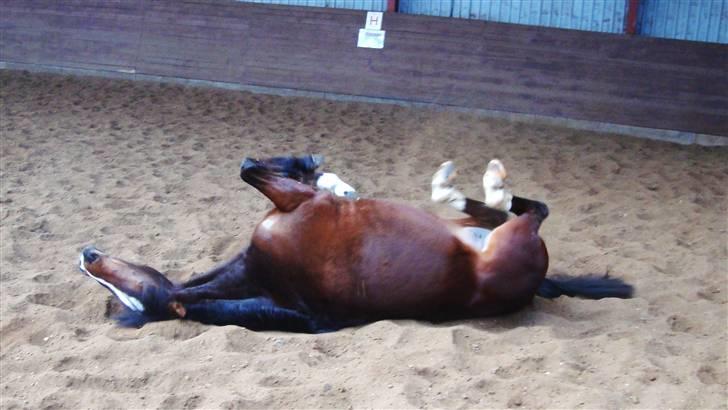 Welsh Partbred (Sec F) Daisy JV - "Lige der Lige der arrrrg " billede 14