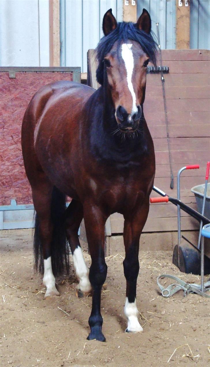 Welsh Partbred (Sec F) Daisy JV - "skal vi ik lege ?" billede 15