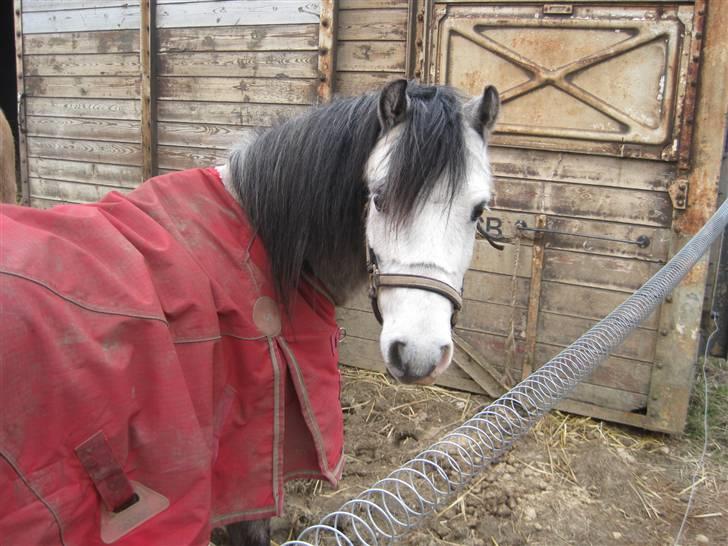 Welsh Mountain (sec A) Gribsvads Nicko billede 9