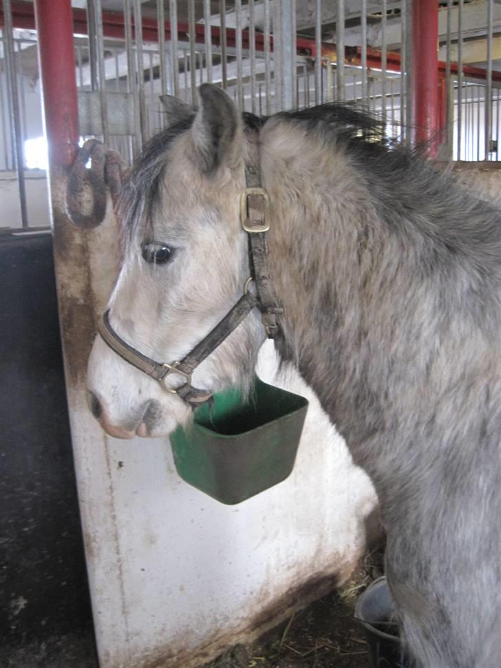 Welsh Mountain (sec A) Gribsvads Nicko billede 12