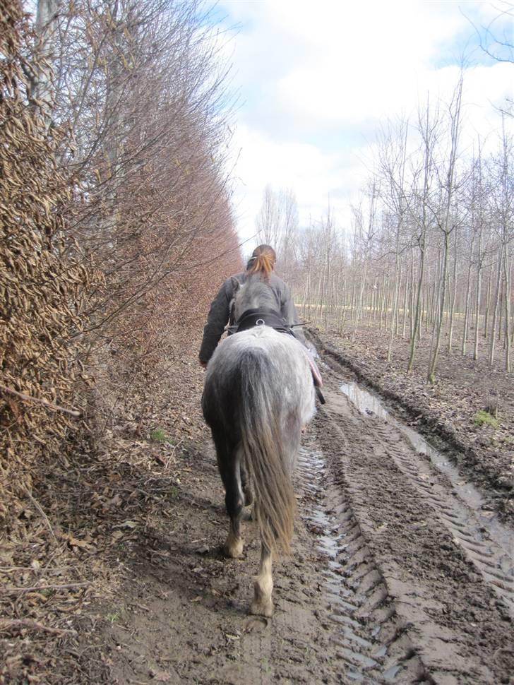 Welsh Mountain (sec A) Gribsvads Nicko billede 14