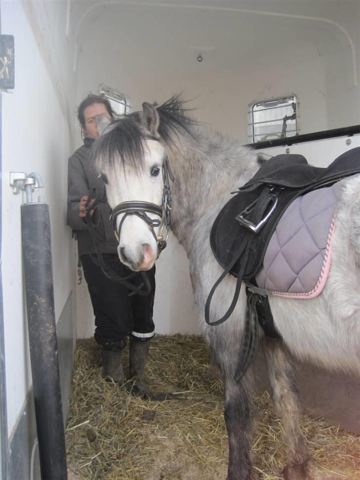 Welsh Mountain (sec A) Gribsvads Nicko billede 16