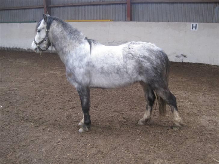 Welsh Mountain (sec A) Gribsvads Nicko billede 17