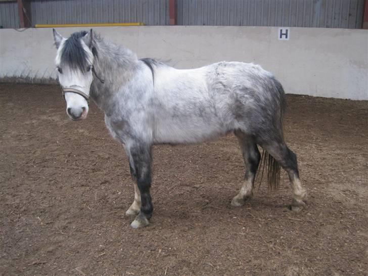 Welsh Mountain (sec A) Gribsvads Nicko billede 18