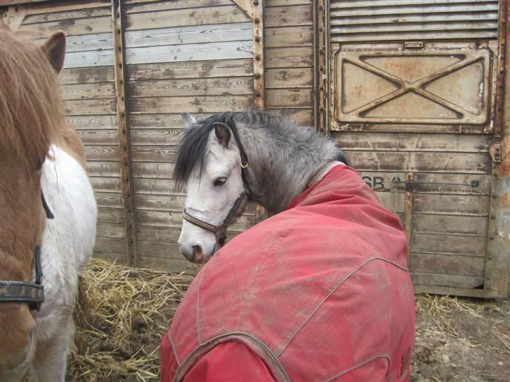 Welsh Mountain (sec A) Gribsvads Nicko billede 19