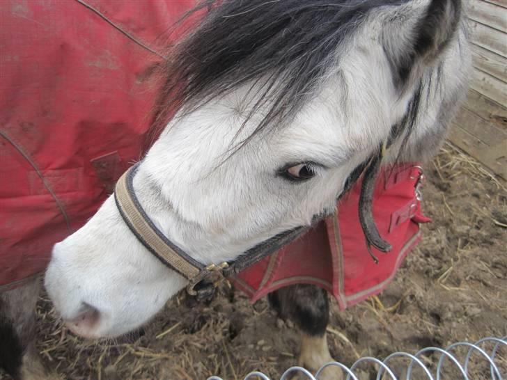 Welsh Mountain (sec A) Gribsvads Nicko billede 20