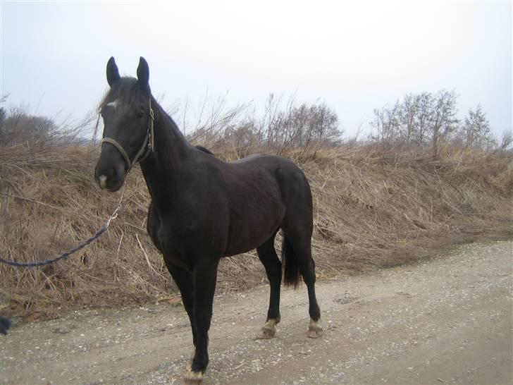 Oldenborg Pibeholms jupiter (solgt) billede 10