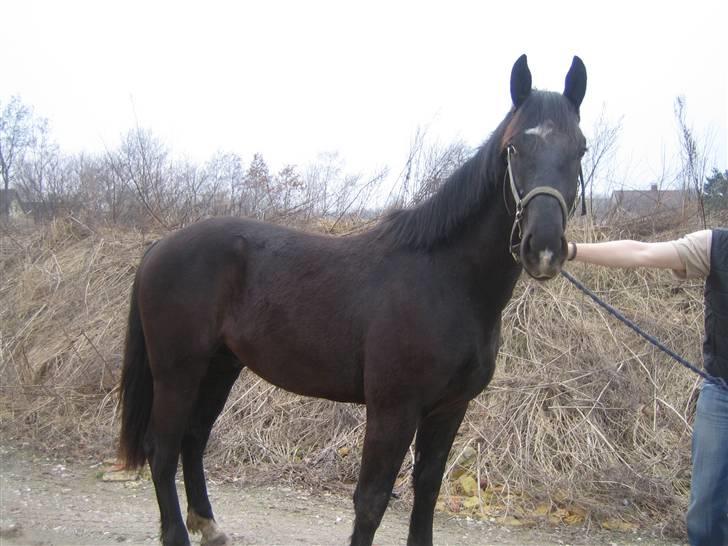 Oldenborg Pibeholms jupiter (solgt) billede 11