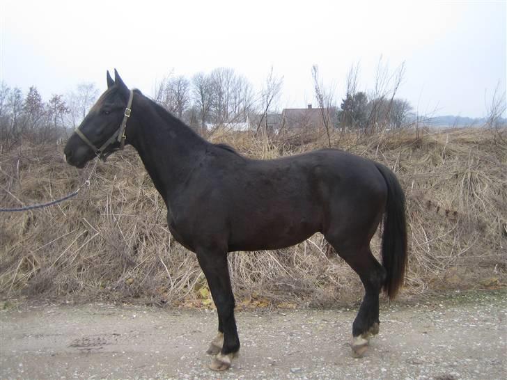 Oldenborg Pibeholms jupiter (solgt) billede 12