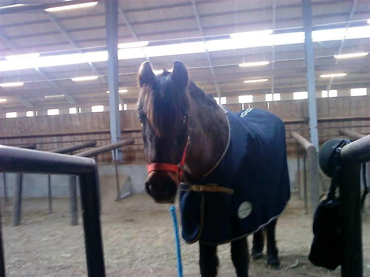 Anden særlig race Dinna<3 billede 4